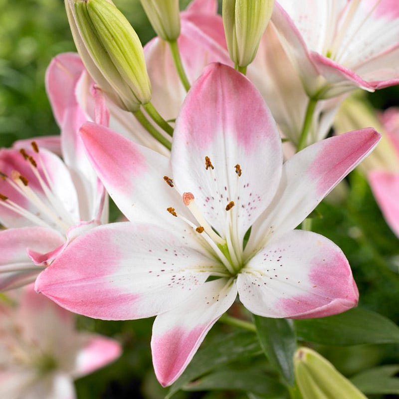 lilies cecilia flower Sugar Love Lily | Lilium asiaticum