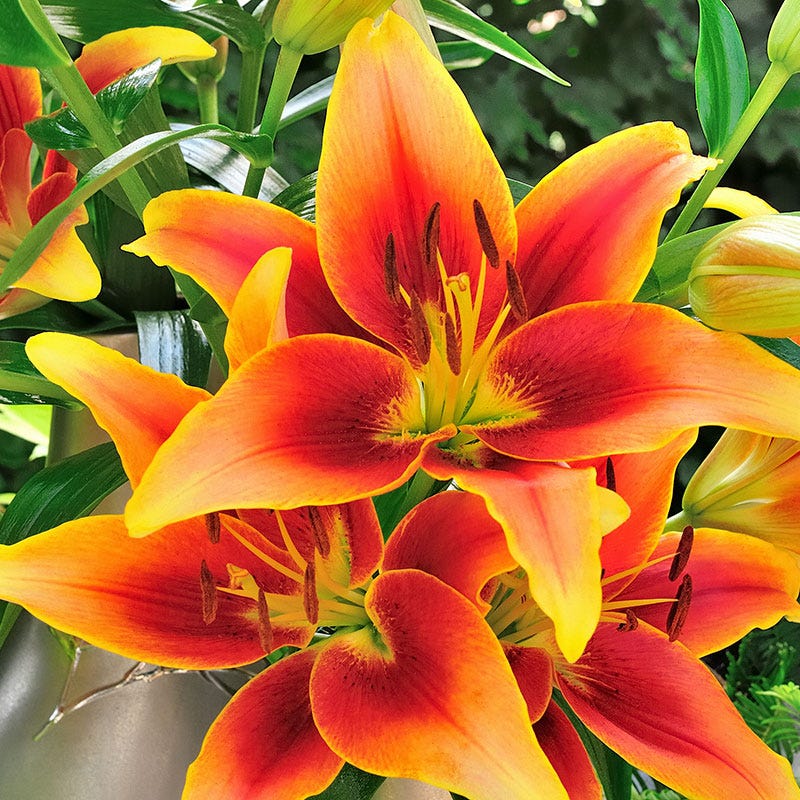 bright orange asiatic lily Kaveri Oriental Asiatic Lily Bulbs