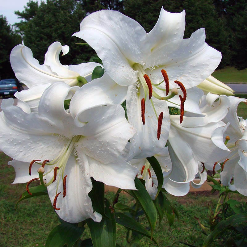winter white lily Casa Blanca Oriental Lily