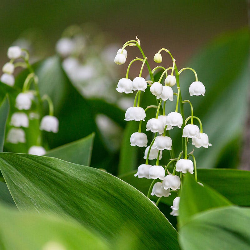 white flower farm lily of the valley Lily of the Valley