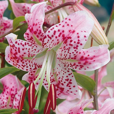 red white lily Wild Rose Red Lily of Japan Bulbs