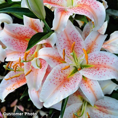 red star lily flower Salmon Star Oriental Lily Bulbs, Lilium