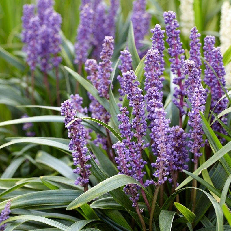 Big Blue Liriope Grass | Purple | Plant