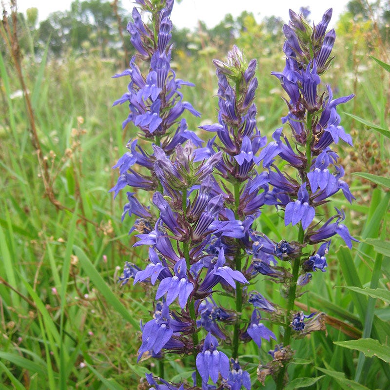 blue cardinal flower seeds Cardinal Flower Seeds | Blue