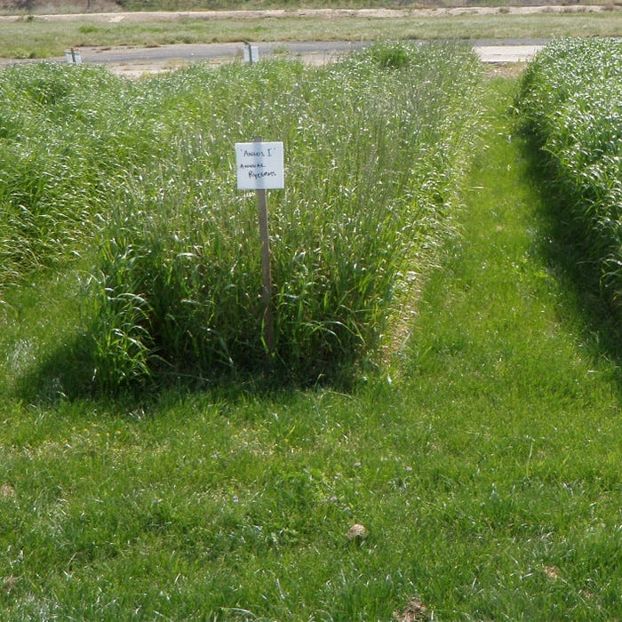 planting rye seed 25 lb Annual Rye Grass Seeds by American Meadows