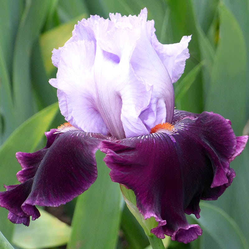 bearded lily flower Lone Wolf Bearded Iris | Purple