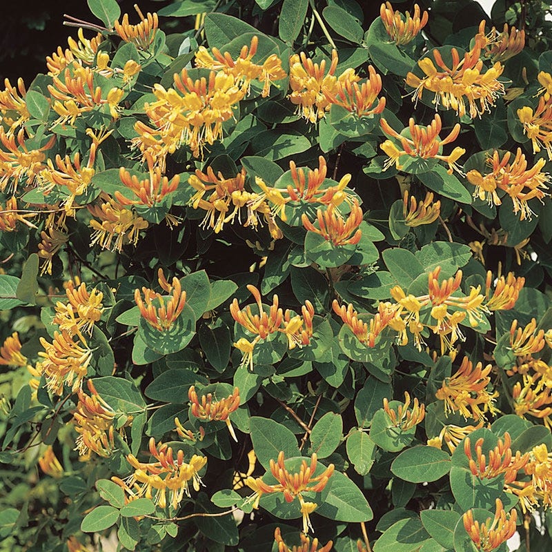 lonicera tellmanniana honeysuckle Mandarin Honeysuckle Vine, Lonicera