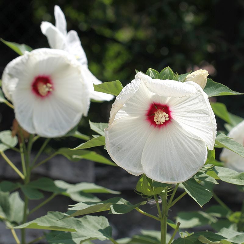dwarf double white hibiscus potted plant Luna White Hibiscus