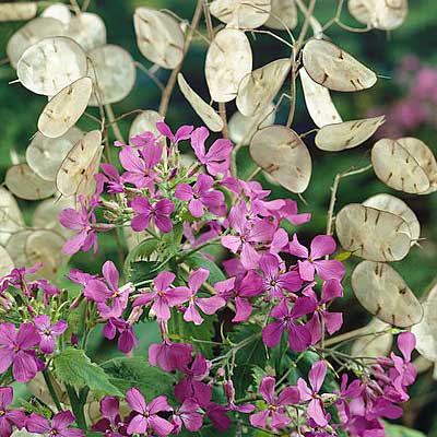 money plant bail in english Money Plant Seeds | Pink