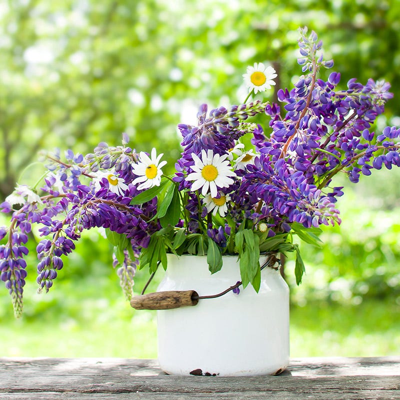 bucket of wildflower seeds Bouquets For Days Perennial Wildflower Seed Collection