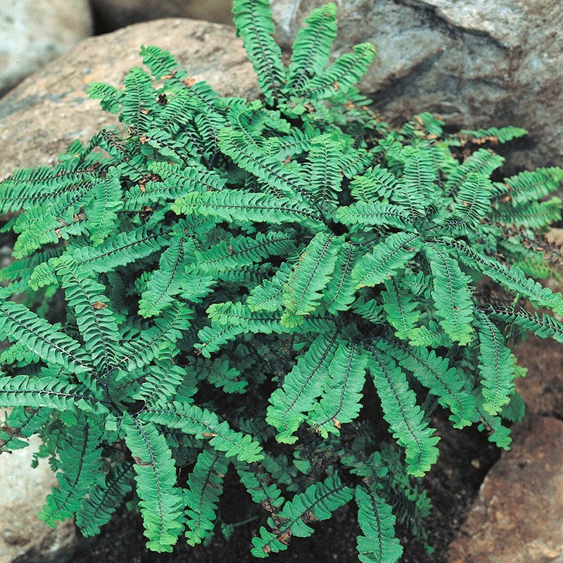 Maidenhair Fern, Adiantum pedatum