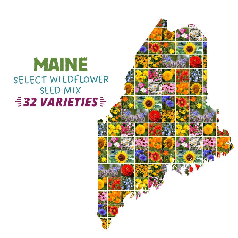 wildflower seeds maine Maine Wildflower Seed Mix