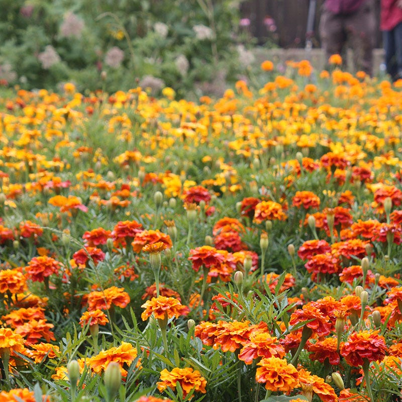 marigold sparky seeds Marigold Seeds Sparky Mix Tagetes patula