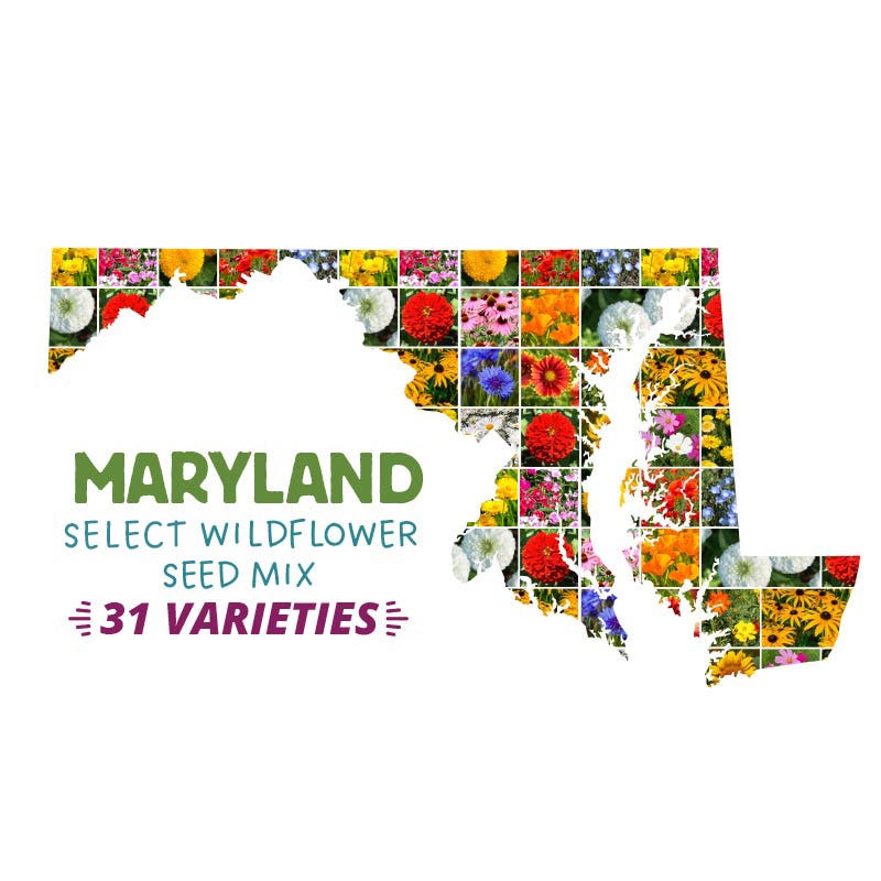 mid atlantic wildflower seeds Maryland Select Wildflower Seed Mix