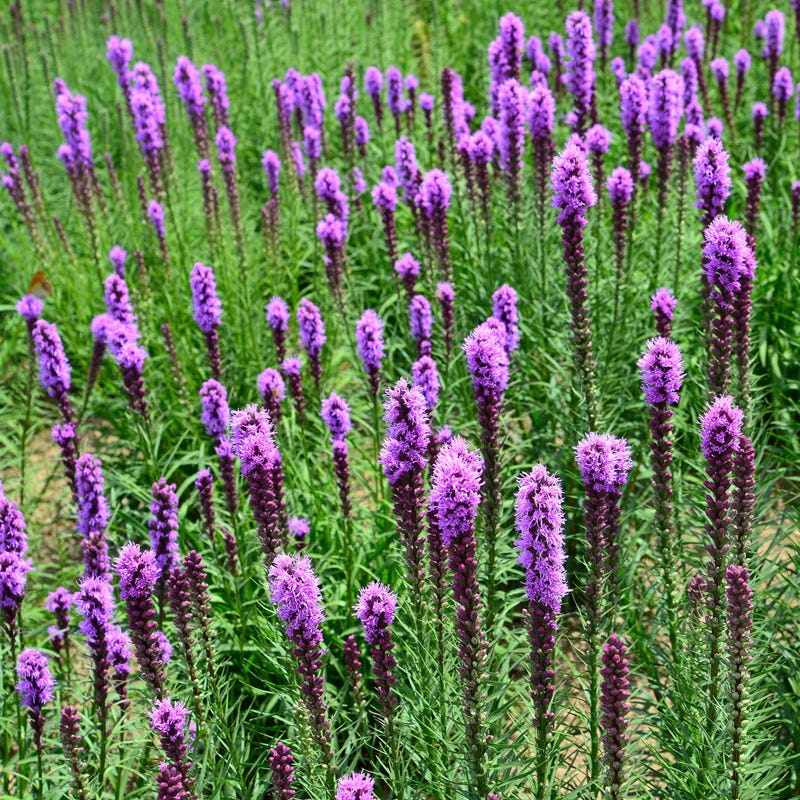 Meadow Blazing Star Liatris