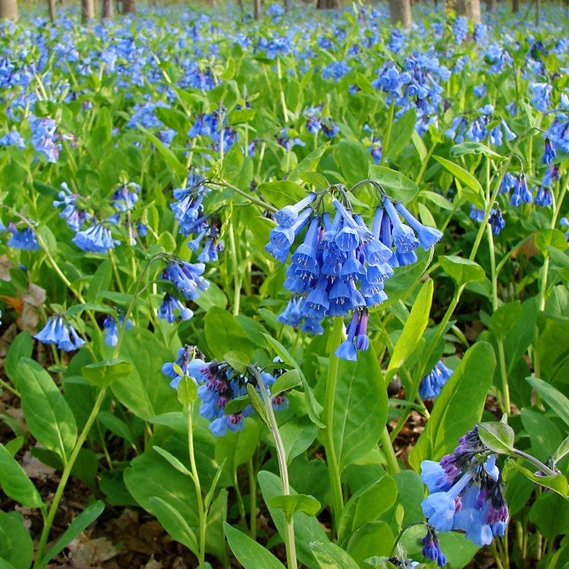 Virginia Bluebells, Mertensia virginica | American Meadows