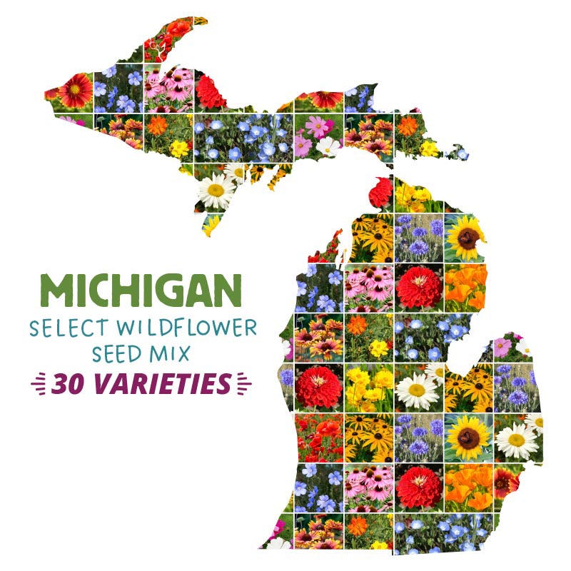planting flower seeds in michigan Michigan Select Wildflower Seed Mix