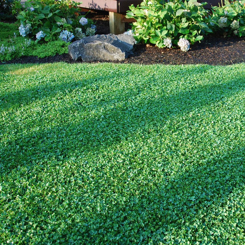 best time to plant clover seeds Microclover Seeds
