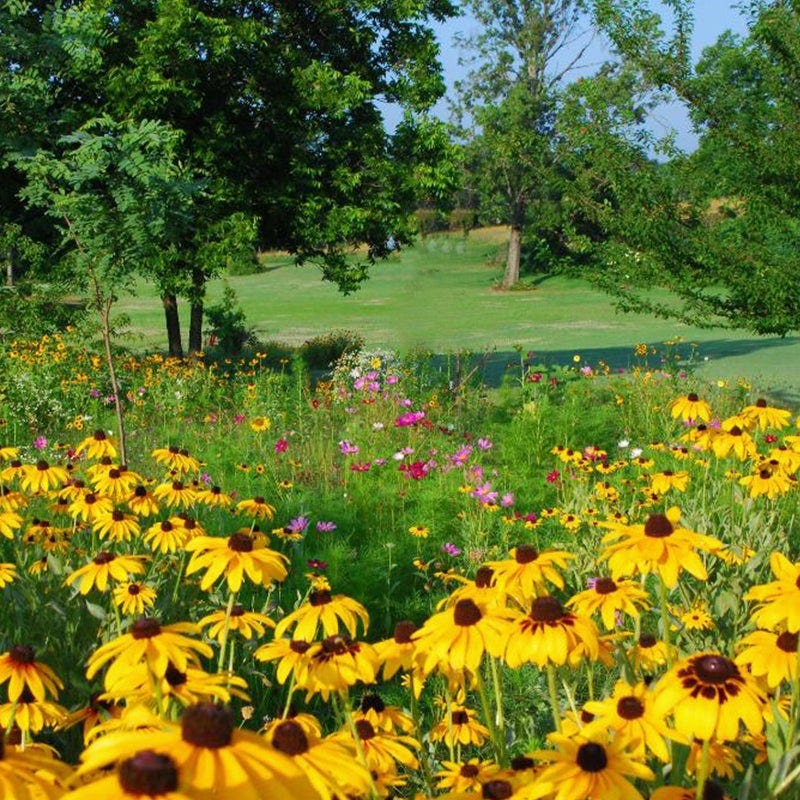 midwest pollinator wildflower seed mix Midwest Pollinator Wildflower Seed Mix