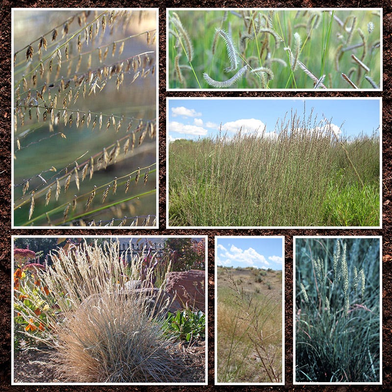 plant grass seed indiana Midwest Native Grass Seed Mix