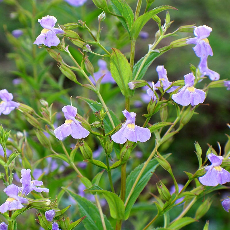 michigan monkey flower seeds Monkey Flower Seeds | Purple