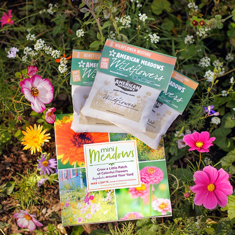 flower seed packets Mini Meadows Wildflower Kit