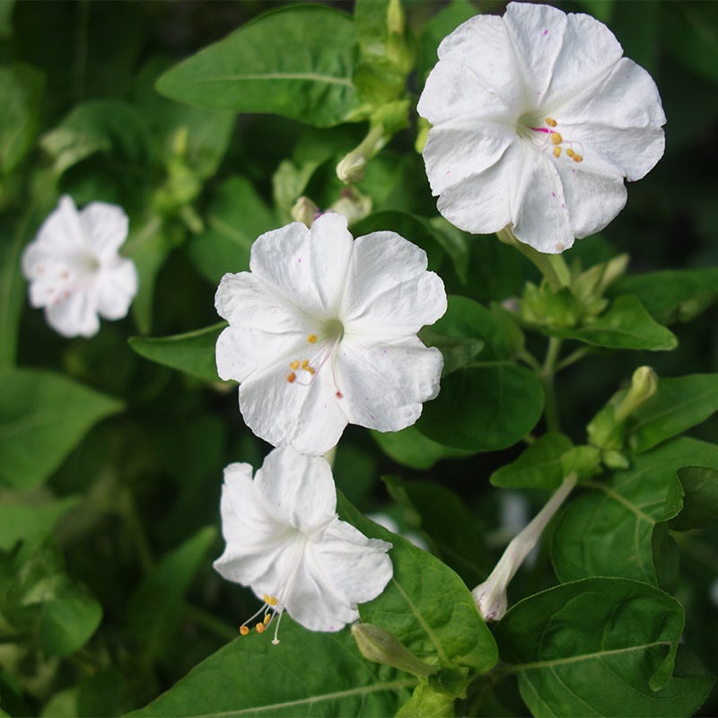 White Four O'Clock Seeds, Mirabilis jalapa | American Meadows