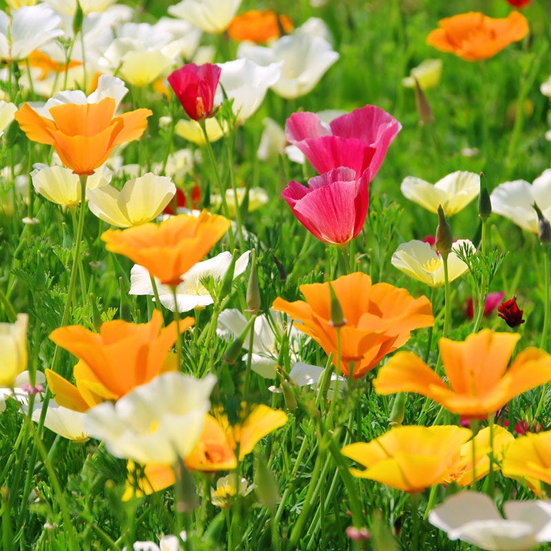 poppy flower seed mix Splendid California Poppy Seed Mix