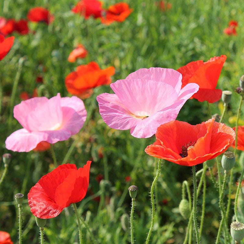 poppy seeds plant Red Poppy Seed Mix