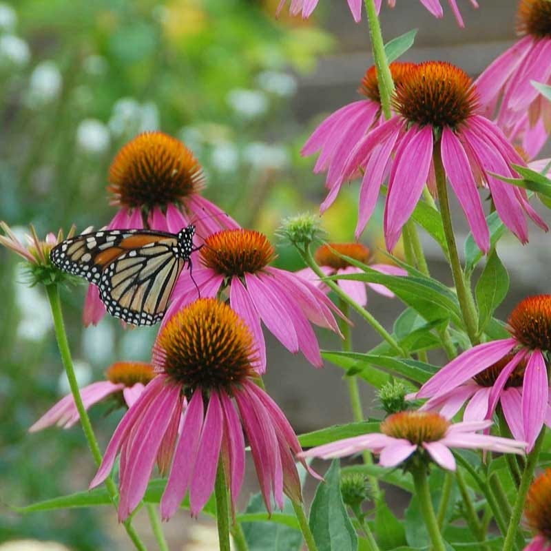 monarch butterfly wildflower seed mix Monarch Butterfly Wildflower Seed Mix