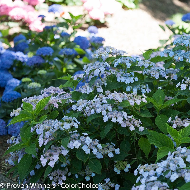 25 seeds blue pink purple hydrangea seed flower perennial Tiny Tuff Stuff Reblooming Hydrangea | Blue | Plant