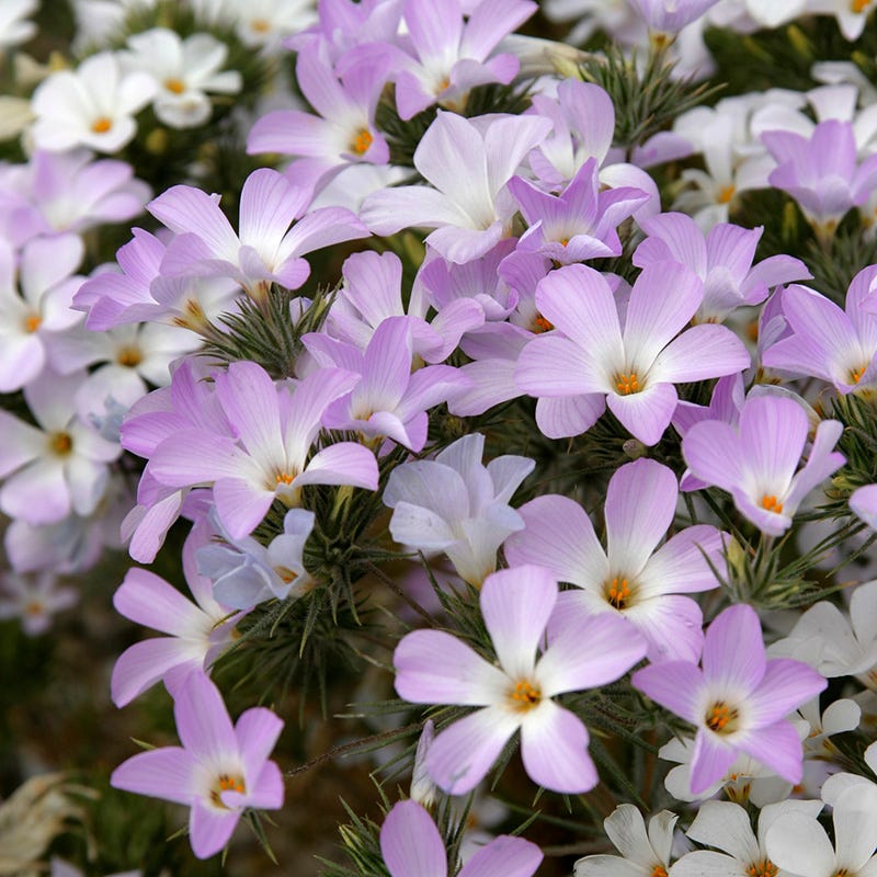 phlox flower seeds for sale Mountain Phlox Seeds | Pink