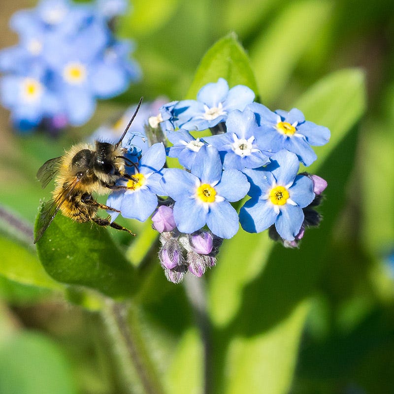 forget me not seed to flower time Forget-Me-Not Seeds