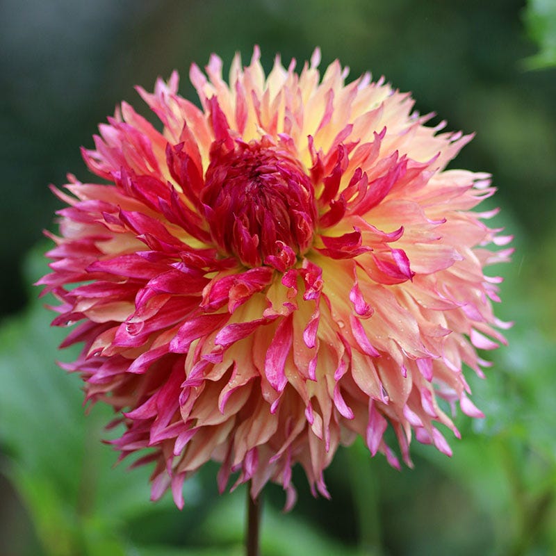 myrtle's folly dahlia seeds Myrtle's Folly Dahlia
