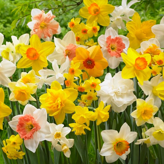 daffodil house plant All In One Daffodil Mix, Narcissus
