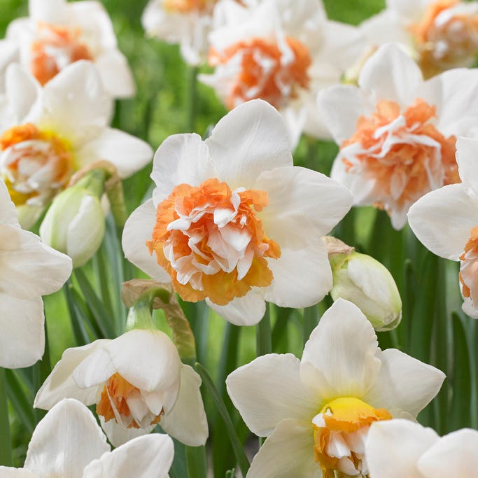 Extravaganza Large Double Daffodil, Narcissus | American Meadows