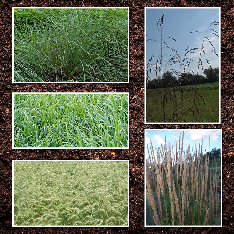 plant grass seed in michigan Northeast Native Grass Seed Mix