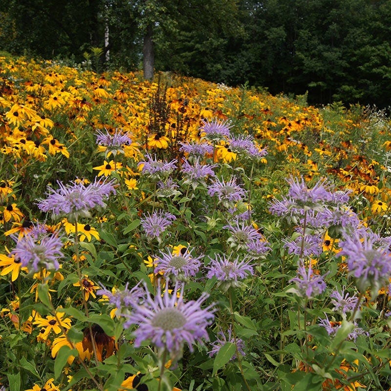 new england wildflower seeds Native Northeast Wildflower Seed Mix