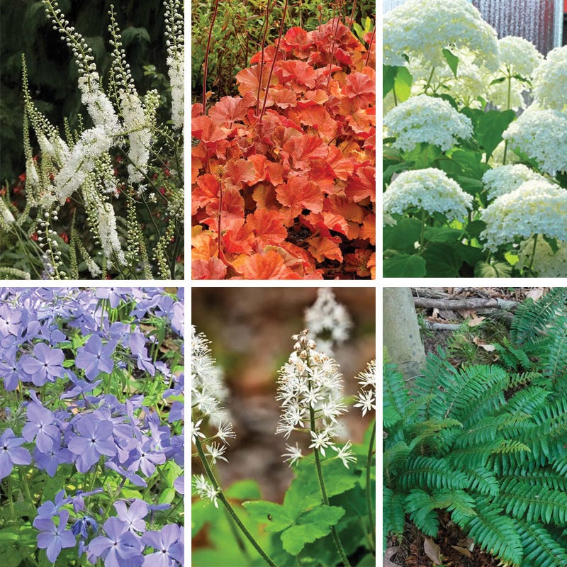 flowering house plants for shade Native Shade Plant | Blue/White