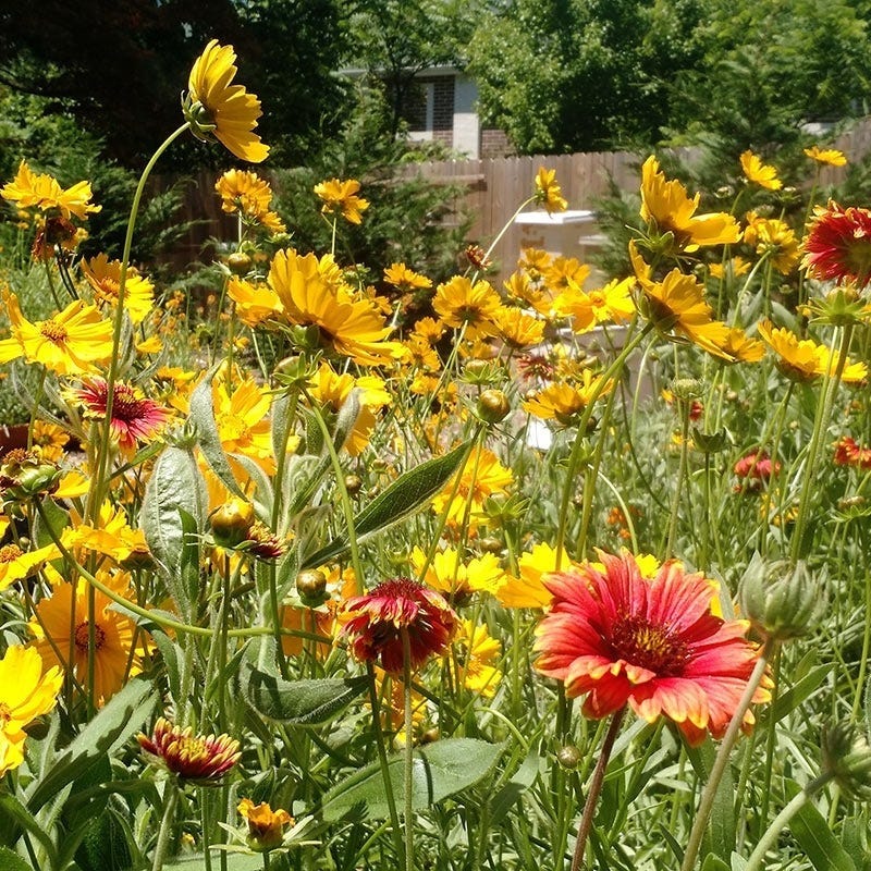 native southeast wildflower seed mix Native Southeast Wildflower Seed Mix