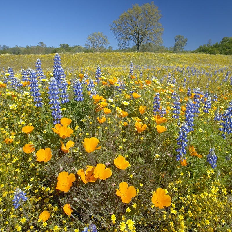 mojave desert wildflower seeds Native Southwest Wildflower Seed Mix