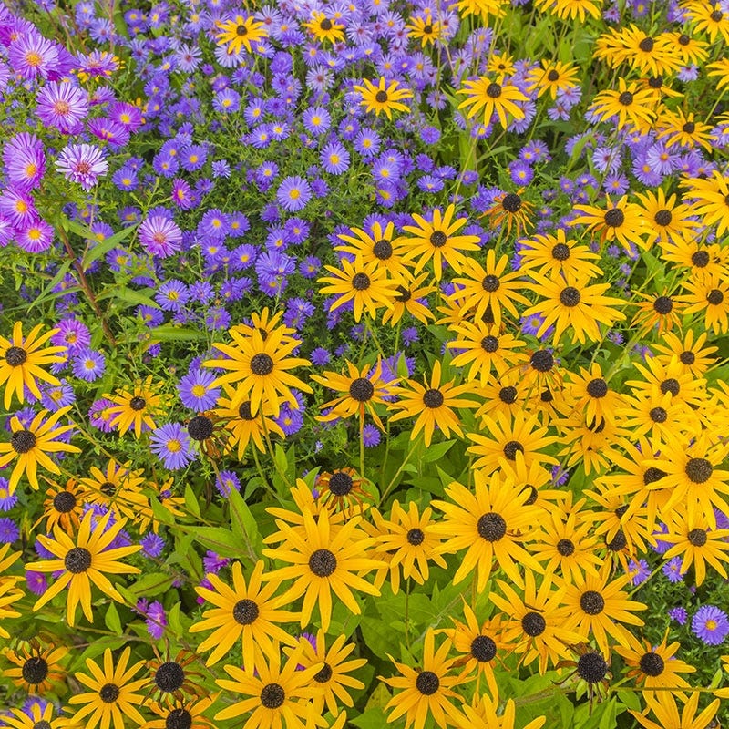 western wildflower seed Native West Wildflower Seed Mix