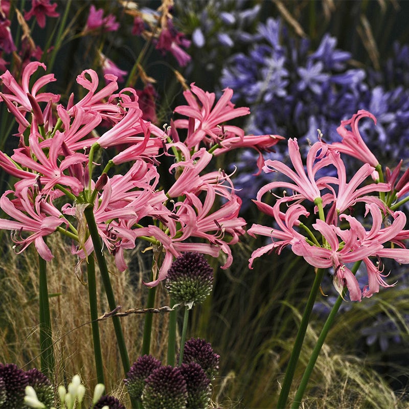tiger lily guernsey Nerine Lily