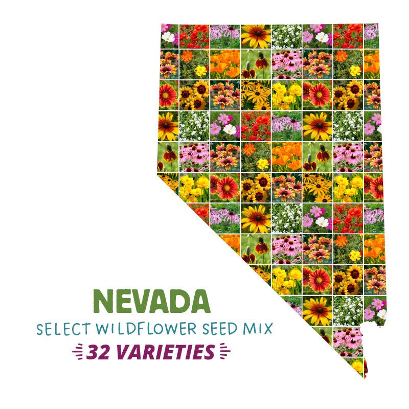 seed carpet wildflower Nevada Select Wildflower Seed Mix