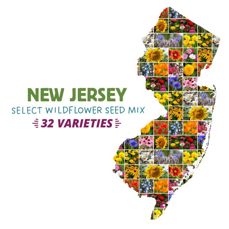 nj wildflower seeds New Jersey Select Wildflower Seed Mix
