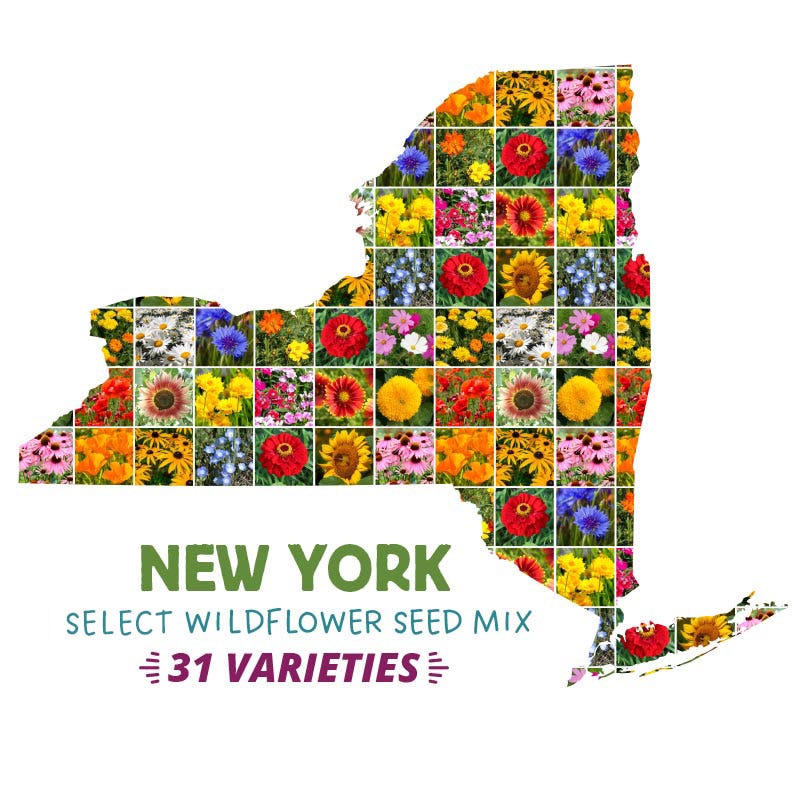 new york wildflower seed mix New York Select Wildflower Seed Mix