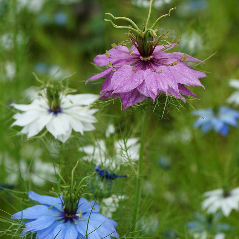 Love in a Mist Seeds Miss Jekyll, Nigella | American Meadows