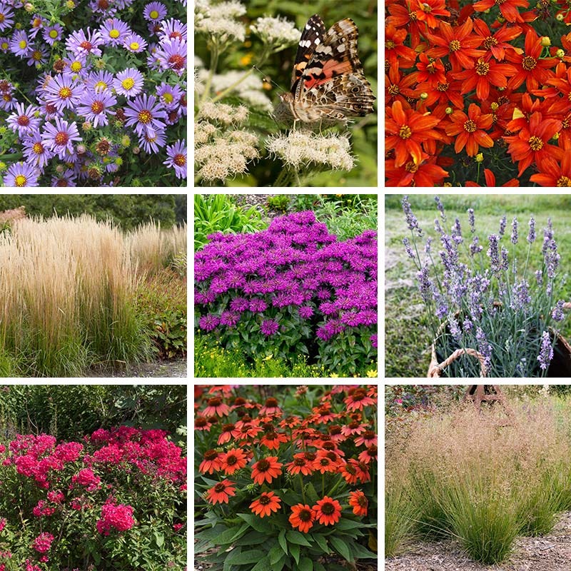 no seed plants No-Nibble Deer Resistant Pre-Planned Garden