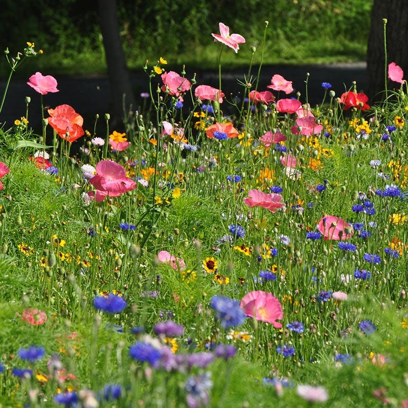 wild flower seed Northeast Pollinator Wildflower Seed Mix