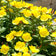 Evening Primrose Seeds|Yellow Evening Primrose Seeds, Oenothera lamarckiana